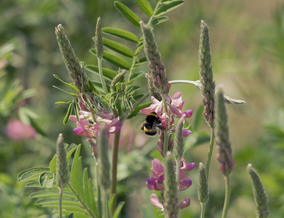 BSR bee