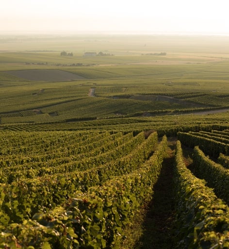 Vignes